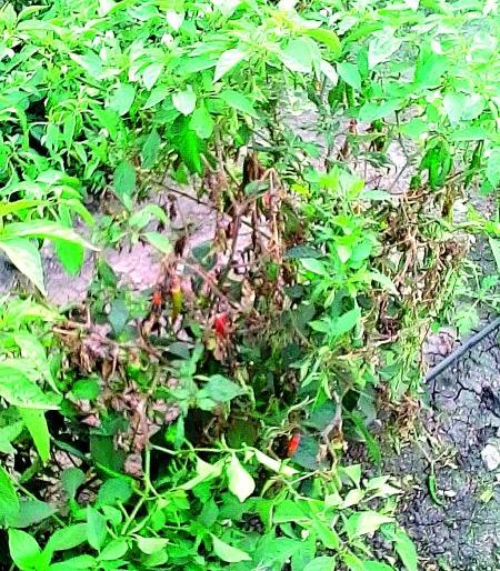 Insect outbreak in Nagpur district; The farmers in trouble | नागपूर जिल्ह्यात किडीचा प्रादुर्भाव; शेतकरी कोलमडला