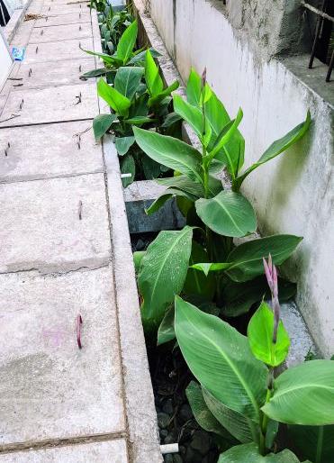 The option of decentralized treatment for nagandi purification; Successful experiment at Ramnagar | नागनदी शुद्धीकरणाला डिसेंट्रलाईज ट्रीटमेंटचा पर्याय; रामनगरला यशस्वी प्रयोग