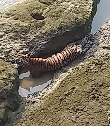 A tiger found in the river Siran river in Chandrapur district | चंद्रपूर जिल्ह्यातील सिरणा नदीच्या पात्रात आढळला पट्टेदार वाघ
