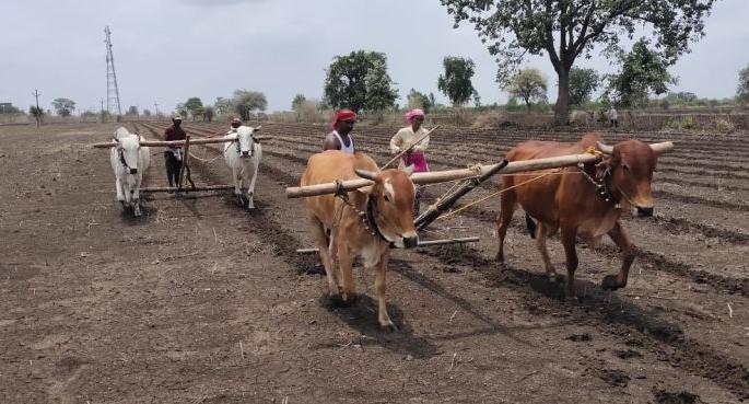 No Rains in Vidarbha, farmers worried | विदर्भात पावसाची दडी, शेतकरी चिंतातूर
