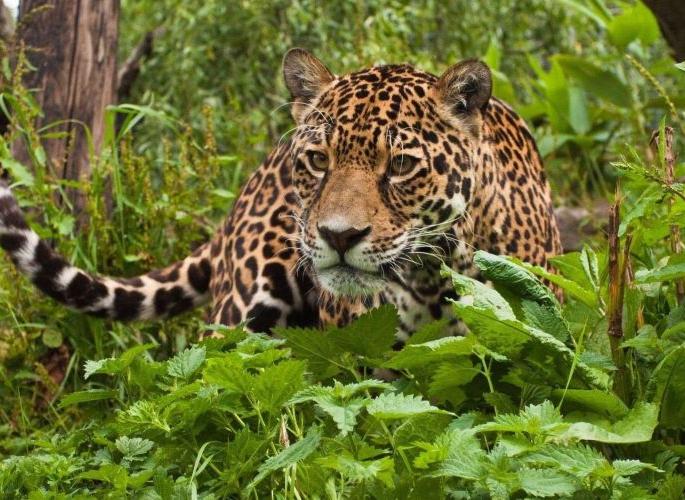 In wardha district, two cows were killed by leopard | वर्धा जिल्ह्यात बिबट्याने घेतला दोन वासरांचा बळी