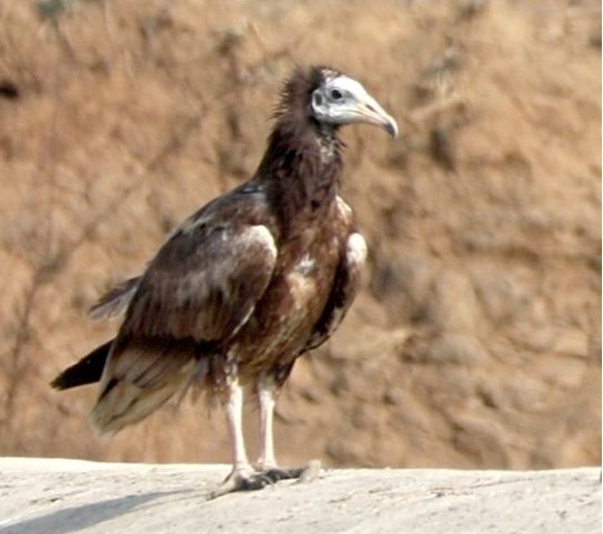 white vulture found in Wardha district | वर्धा जिल्ह्यात आढळले संकटग्रस्त पांढरे गिधाड white vulture found in Wardha district | वर्धा जिल्ह्यात आढळले संकटग्रस्त पांढरे गिधाड