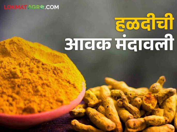 Turmeric Market: Inflow of turmeric slows down in market yard; Price stable, what is the market price? | Turmeric Market: मार्केट यार्डात हळदीची आवक मंदावली; भाव स्थिर, काय मिळतोय बाजारभाव? Turmeric Market: Inflow of turmeric slows down in market yard; Price stable, what is the market price? | Turmeric Market: मार्केट यार्डात हळदीची आवक मंदावली; भाव स्थिर, काय मिळतोय बाजारभाव?