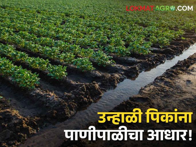 Support of canal irrigation for summer crops! Crops thrive even in hot weather | उन्हाळी पिकांना कालव्याच्या पाणीपाळीचा आधार! प्रखर उन्हातही पिके जोमात Support of canal irrigation for summer crops! Crops thrive even in hot weather | उन्हाळी पिकांना कालव्याच्या पाणीपाळीचा आधार! प्रखर उन्हातही पिके जोमात
