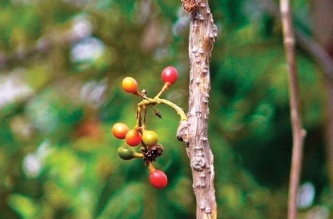 It is up to you to save rare plants | दुर्मिळ वनस्पतींचे जतन करणे आपल्याच हाती