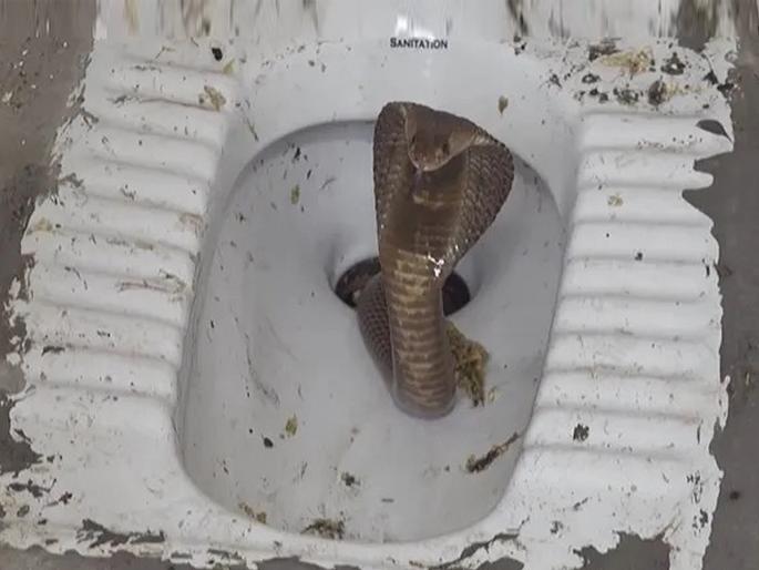 King cobra entered the bathroom with the help of a pipe did a scary thing as he came out of the toilet | VIDEO : पाइपच्या माध्यमातून बाथरूममध्ये घुसला खतरनाक किंग कोब्रा आणि मग... King cobra entered the bathroom with the help of a pipe did a scary thing as he came out of the toilet | VIDEO : पाइपच्या माध्यमातून बाथरूममध्ये घुसला खतरनाक किंग कोब्रा आणि मग...