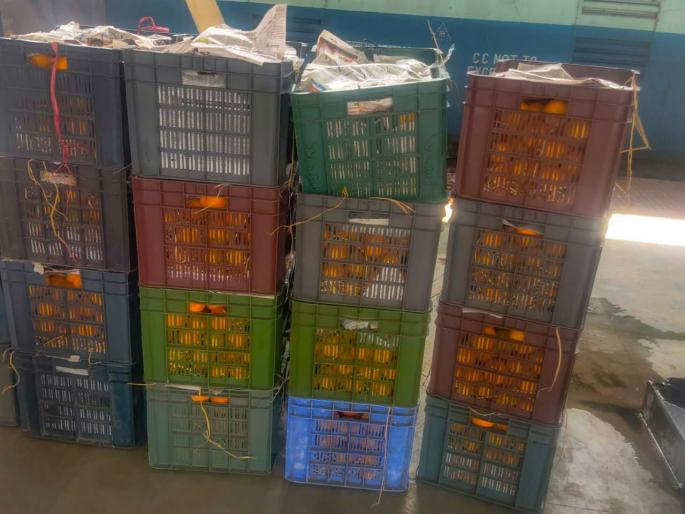 Nagpur's oranges across the country during the lockdown | लॉकडाऊन काळात नागपूरची संत्री देशभरात Nagpur's oranges across the country during the lockdown | लॉकडाऊन काळात नागपूरची संत्री देशभरात