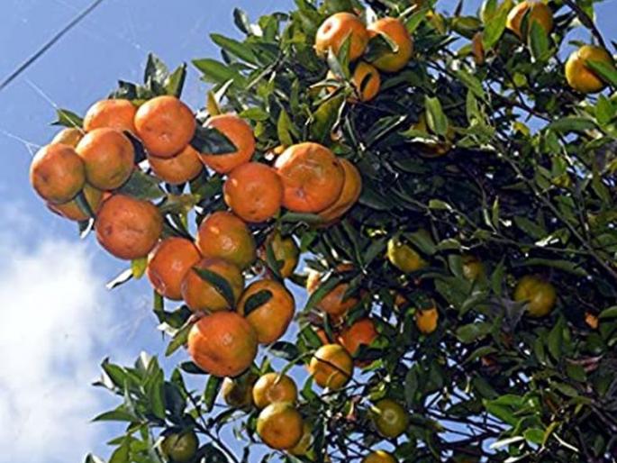 Question mark over orange blossoms due to pre-monsoon rains | मान्सूनपूर्व पावसाने मृग संत्रा बहार फुटण्याबाबत प्रश्नचिन्ह