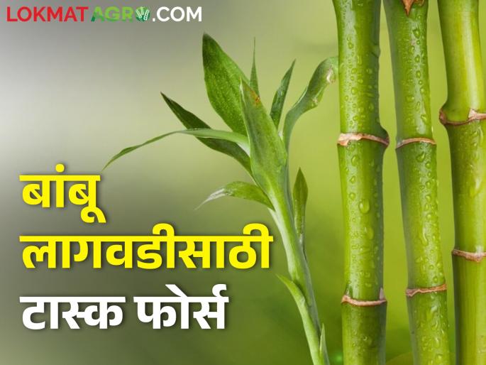 Task Force to Promote Bamboo Cultivation | बांबू लागवडीस प्रोत्साहन देण्यासाठी टास्क फोर्स Task Force to Promote Bamboo Cultivation | बांबू लागवडीस प्रोत्साहन देण्यासाठी टास्क फोर्स