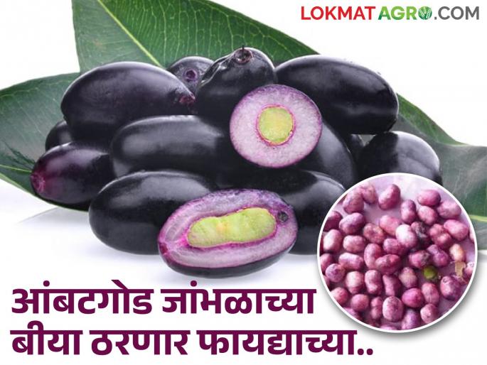 Farmers can earn good income from sweet and sour jamun seeds | आंबट गोड जांभळाच्या बियांपासून शेतकऱ्यांना करता येणार चांगली कमाई