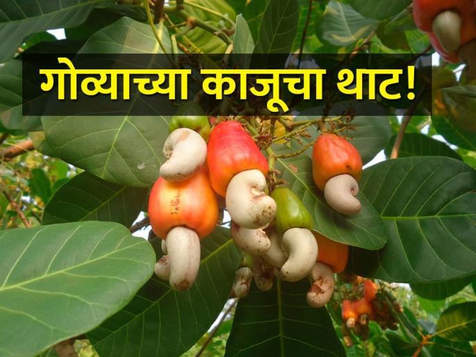 Goa cashews get GI status, opening doors to farmers in international markets | गोव्याच्या काजूला मिळाला GI दर्जा, आंतरराष्ट्रीय बाजारपेठेत शेतकऱ्यांना दारे खूली Goa cashews get GI status, opening doors to farmers in international markets | गोव्याच्या काजूला मिळाला GI दर्जा, आंतरराष्ट्रीय बाजारपेठेत शेतकऱ्यांना दारे खूली