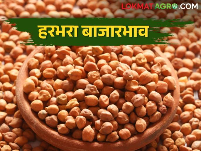 Harbhara is currently getting a good market price in this market, per quintal today. | हरभऱ्याला सध्या या बाजारपेठेत चांगला बाजारभाव, क्विंटलमागे आज असा मिळतोय भाव.. Harbhara is currently getting a good market price in this market, per quintal today. | हरभऱ्याला सध्या या बाजारपेठेत चांगला बाजारभाव, क्विंटलमागे आज असा मिळतोय भाव..