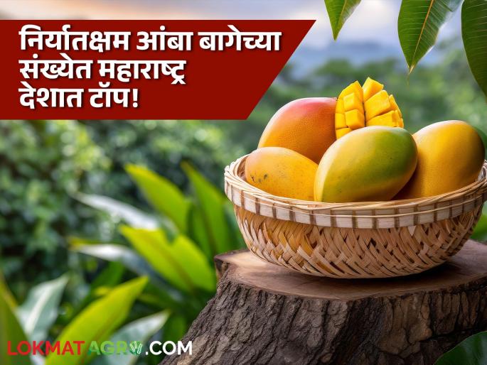 Mango Export: 76 percent of the country's export-capable mango orchards are in Maharashtra! | Mango Export : देशातील ७६ टक्के निर्यातक्षम आंबा बागा महाराष्ट्रात! Mango Export: 76 percent of the country's export-capable mango orchards are in Maharashtra! | Mango Export : देशातील ७६ टक्के निर्यातक्षम आंबा बागा महाराष्ट्रात!