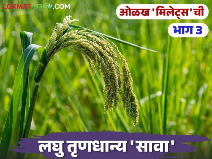 Little Millets Did you know about 'Sava' cereal, which is best for heart health? | Little Millets : हृदयाच्या आरोग्यासाठी सर्वोत्तम असलेल्या 'सावा' तृणधान्याबद्दल माहितीये का? Little Millets Did you know about 'Sava' cereal, which is best for heart health? | Little Millets : हृदयाच्या आरोग्यासाठी सर्वोत्तम असलेल्या 'सावा' तृणधान्याबद्दल माहितीये का?