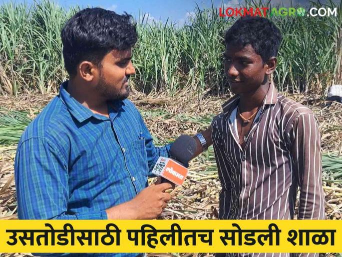 "This is what our people have to do"; first, the children leave school and go straight to the sugarcane fields | "आमच्या लोकांना हेच काम असतं'; पहिलीत शाळा सोडून मुलं थेट उसाच्या फडात "This is what our people have to do"; first, the children leave school and go straight to the sugarcane fields | "आमच्या लोकांना हेच काम असतं'; पहिलीत शाळा सोडून मुलं थेट उसाच्या फडात