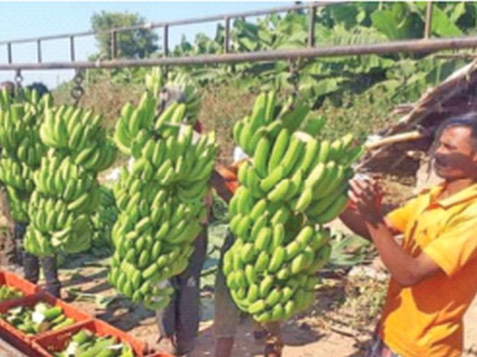 Bananas rated in the international market, but wait for the quality of the fruit nationally | आंतरराष्ट्रीय बाजारपेठेत केळीला मानांकन, पण राष्ट्रीय स्तरावर फळाचा दर्जाची प्रतीक्षा Bananas rated in the international market, but wait for the quality of the fruit nationally | आंतरराष्ट्रीय बाजारपेठेत केळीला मानांकन, पण राष्ट्रीय स्तरावर फळाचा दर्जाची प्रतीक्षा