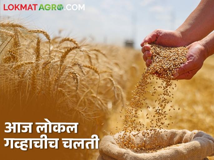 Wheat market: Today, only local wheat is moving, where is the market price? | wheat market:आज लोकल गव्हाचीच चलती, कुठे कसा बाजारभाव? Wheat market: Today, only local wheat is moving, where is the market price? | wheat market:आज लोकल गव्हाचीच चलती, कुठे कसा बाजारभाव?