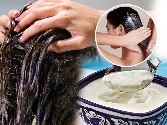 Tips For Applying Curd To Hair: 4 Things To Remember When Applying Curd To Hair; Otherwise the hair is silky, instead of soft ... | How to Apply Curd to Hair : केसांना दही लावताना लक्षात ठेवा ४ गोष्टी; नाहीतर केस सिल्की, मुलायम होण्याऐवजी...