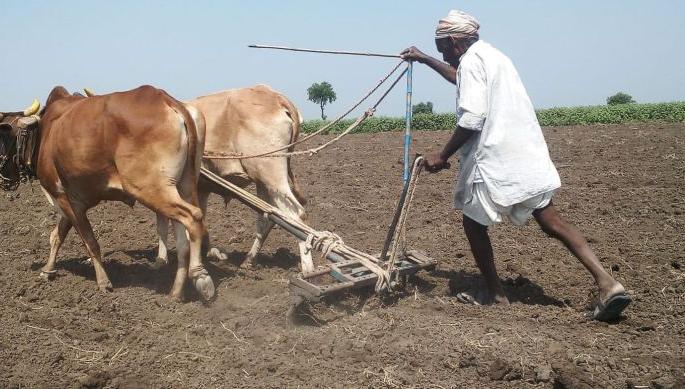 Injustice on West Vidarbha regarding crop estimate | सुधारित पैसेवारीसाठी पश्चिम विदर्भाला उफराटा न्याय Injustice on West Vidarbha regarding crop estimate | सुधारित पैसेवारीसाठी पश्चिम विदर्भाला उफराटा न्याय