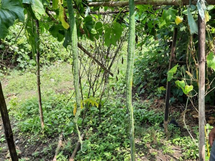 A four-foot-long beans; Miracles in Bhandara district | चक्क चार फूट लांबीची चवळीची शेंग; भंडारा जिल्ह्यातील चमत्कार A four-foot-long beans; Miracles in Bhandara district | चक्क चार फूट लांबीची चवळीची शेंग; भंडारा जिल्ह्यातील चमत्कार