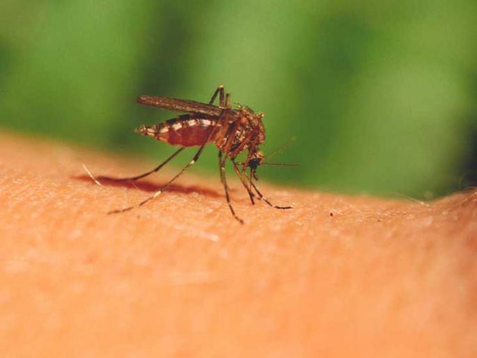 How mosquitoes suck human blood in just 1 minute watch in viral video | दीड मिनिटात किती रक्त पितात डास? व्हिडिओत बघा डास चावण्याची पूर्ण प्रक्रिया How mosquitoes suck human blood in just 1 minute watch in viral video | दीड मिनिटात किती रक्त पितात डास? व्हिडिओत बघा डास चावण्याची पूर्ण प्रक्रिया
