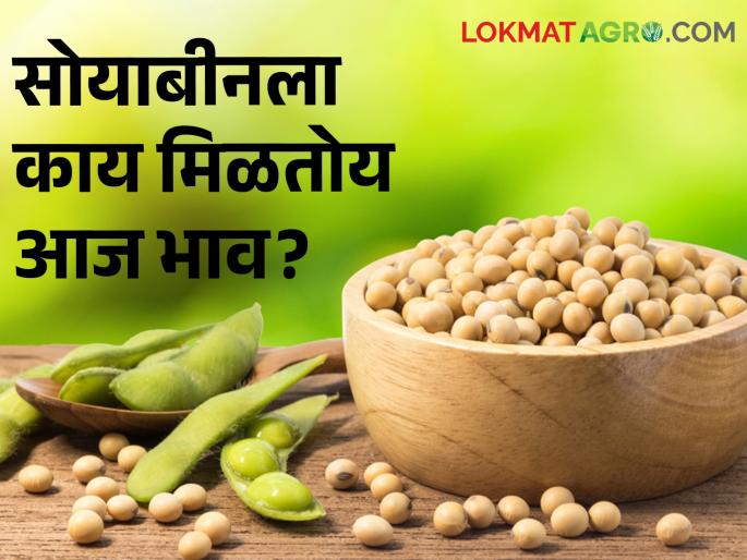 Soybean Market: 17 thousand 329 quintals of soybeans in the state today, what is the market price? | Soybean Market: राज्यात आज १७ हजार ३२९ क्विंटल सोयाबीनची आवक, काय मिळतोय बाजारभाव?