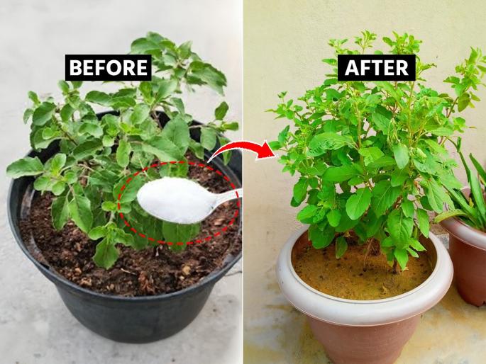Easy tips to grow plants : Plant growth stunted as winter ends and summer begins? 1 simple solution, plants will grow full | हिवाळा संपून उन्हाळा सुरू होताना रोपांची वाढ खुंटली? १ सोपा उपाय, रोपं वाढतील भराभर