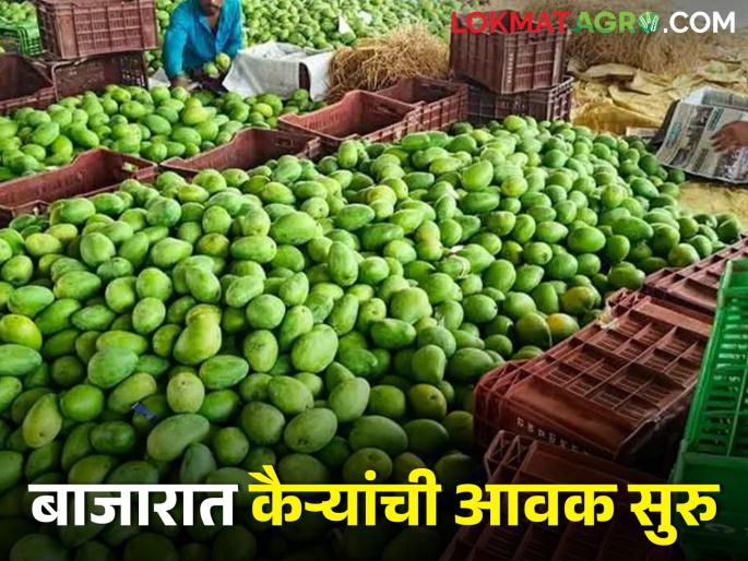 Raw Mango is starting to come in the market, where is the most arrival? What is the price? | बाजारात कैऱ्या येण्यास सुरुवात, कुठे होतेय सर्वाधिक आवक? काय मिळतोय भाव? Raw Mango is starting to come in the market, where is the most arrival? What is the price? | बाजारात कैऱ्या येण्यास सुरुवात, कुठे होतेय सर्वाधिक आवक? काय मिळतोय भाव?