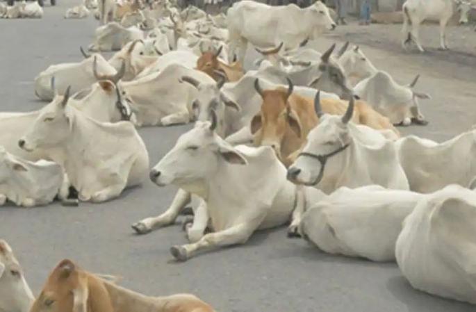 Taluka wise statistics of livestock census in the state locked down! | राज्यातील पशुगणनेची तालुकानिहाय आकडेवारी लॉकडाऊन!