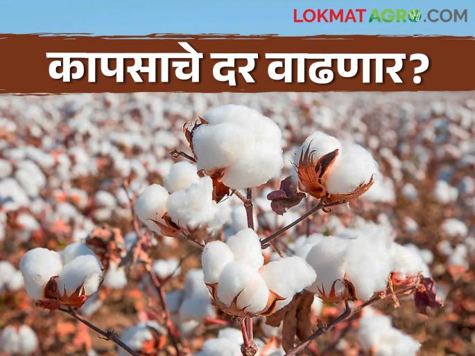 Cotton Rates: Cotton rates will increase in fifteen days Find out what the experts say | Cotton Rates : पंधरा दिवसांत कापसाचे दर वाढणार? जाणून घ्या अभ्यासकांचे मत Cotton Rates: Cotton rates will increase in fifteen days Find out what the experts say | Cotton Rates : पंधरा दिवसांत कापसाचे दर वाढणार? जाणून घ्या अभ्यासकांचे मत