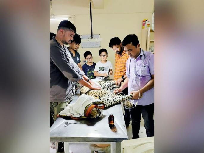 death of 'rescued' leopard, rings of suspicion | ‘रेस्क्यू’केलेल्या बिबट्याचा मृत्यू, संशयाचे वलय death of 'rescued' leopard, rings of suspicion | ‘रेस्क्यू’केलेल्या बिबट्याचा मृत्यू, संशयाचे वलय