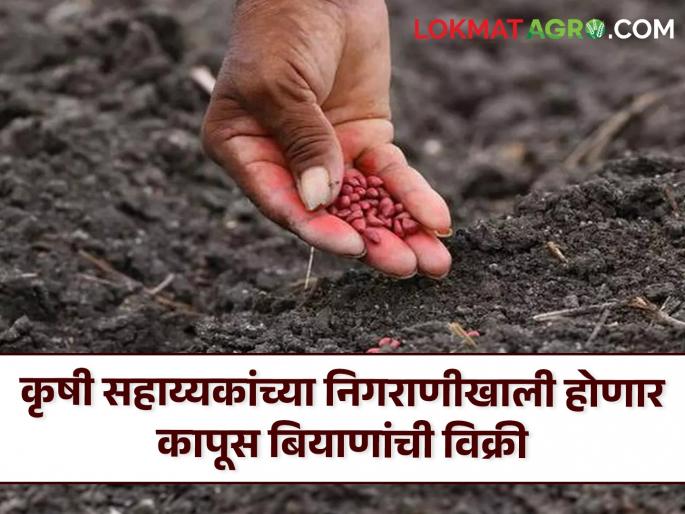 Cotton Seeds Fraud will be avoided! Sale of cotton seeds will be done under the supervision of agricultural assistants | Cotton Seeds : फसवणूक टळणार! कृषी सहाय्यकांच्या निगराणीत होणार कापूस बियाणांची विक्री