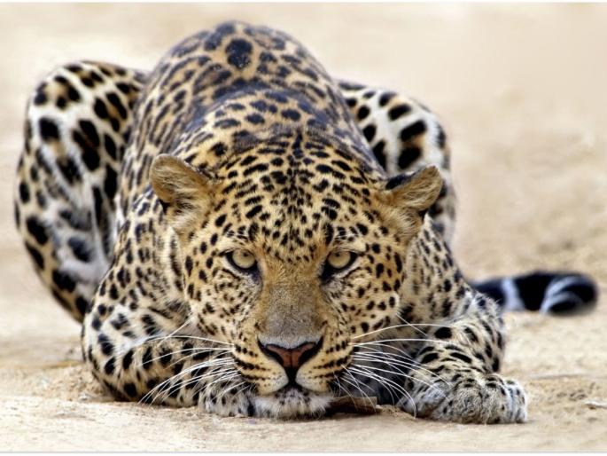 Chandrapur; leopard caught at midnight in house | चंद्रपूर; घरात ठाण मांडलेला बिबट्या मध्यरात्री जेरबंद Chandrapur; leopard caught at midnight in house | चंद्रपूर; घरात ठाण मांडलेला बिबट्या मध्यरात्री जेरबंद