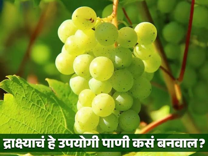 Ayurveda doctor told a special remedy of grapes which is beneficial for health | मळमळ, पोटदुखी, काविळ होईल बरा; आयुर्वेद डॉक्टरांनी सांगितला द्राक्ष्याचा खास उपाय Ayurveda doctor told a special remedy of grapes which is beneficial for health | मळमळ, पोटदुखी, काविळ होईल बरा; आयुर्वेद डॉक्टरांनी सांगितला द्राक्ष्याचा खास उपाय