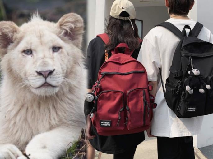 South Africa : Head of a lion was found in the couple bag were supposed to do black magic | कपलच्या बॅगमध्ये सापडलं सिंहाचं कापलेलं शिर, याचं काय करणार होते हे वाचून अंगावर येईल काटा South Africa : Head of a lion was found in the couple bag were supposed to do black magic | कपलच्या बॅगमध्ये सापडलं सिंहाचं कापलेलं शिर, याचं काय करणार होते हे वाचून अंगावर येईल काटा