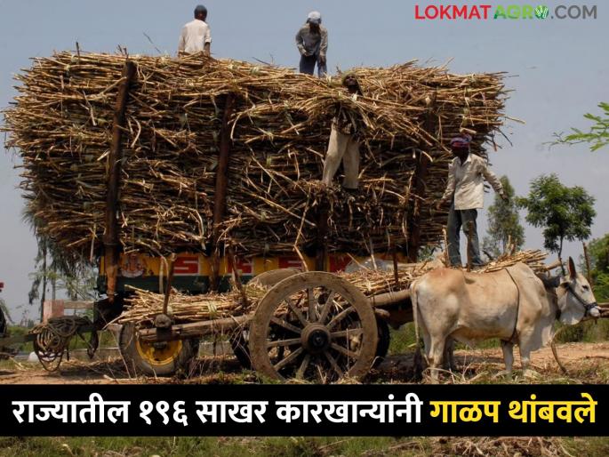 95 percent of sugar factories in the state closed sugarcane crushing season | राज्यातील ९५ टक्के साखर कारखान्यांच्या धुराड्या बंद! किती दिवस चालणार गाळप हंगाम? 95 percent of sugar factories in the state closed sugarcane crushing season | राज्यातील ९५ टक्के साखर कारखान्यांच्या धुराड्या बंद! किती दिवस चालणार गाळप हंगाम?