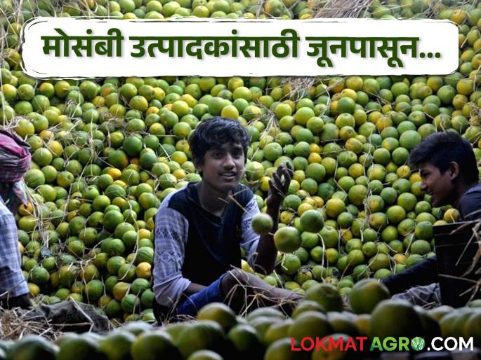 Mosambi farmers will get benefit of Mosambi handling center, here from June.... | मोसंबी उत्पादक शेतकऱ्यांना मिळणार मोसंबी हाताळणी केंद्राचा लाभ, जूनपासून इथे....