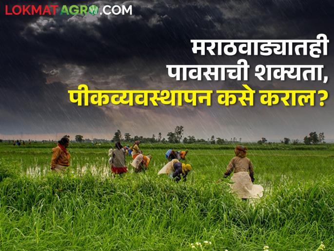After two days rain is predicted in Marathwada with stormy wind, what should the farmers do? | दोन दिवसांनी मराठवाड्यातही वादळी वाऱ्यासह पावसाचा अंदाज, शेतकऱ्यांनी काय करावे? After two days rain is predicted in Marathwada with stormy wind, what should the farmers do? | दोन दिवसांनी मराठवाड्यातही वादळी वाऱ्यासह पावसाचा अंदाज, शेतकऱ्यांनी काय करावे?