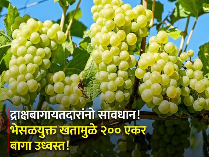 Grape growers beware 200 acres grapes farm destroyed due to Adulterated fertilizers fraud indapur bori farmer | द्राक्षबागायतदारांनो सावधान! 'या' कंपनीच्या भेसळयुक्त खतामुळे २०० एकर बागा उध्वस्त! Grape growers beware 200 acres grapes farm destroyed due to Adulterated fertilizers fraud indapur bori farmer | द्राक्षबागायतदारांनो सावधान! 'या' कंपनीच्या भेसळयुक्त खतामुळे २०० एकर बागा उध्वस्त!