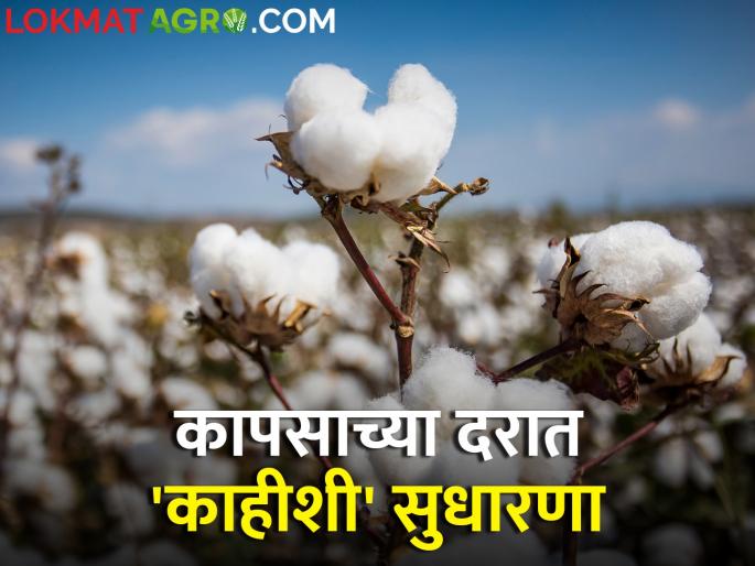Todays Cotton Rates How much is cotton currently getting Know in detail | Todays Cotton Rates : सध्या कापसाला किती मिळतोय दर? जाणून घ्या सविस्तर Todays Cotton Rates How much is cotton currently getting Know in detail | Todays Cotton Rates : सध्या कापसाला किती मिळतोय दर? जाणून घ्या सविस्तर