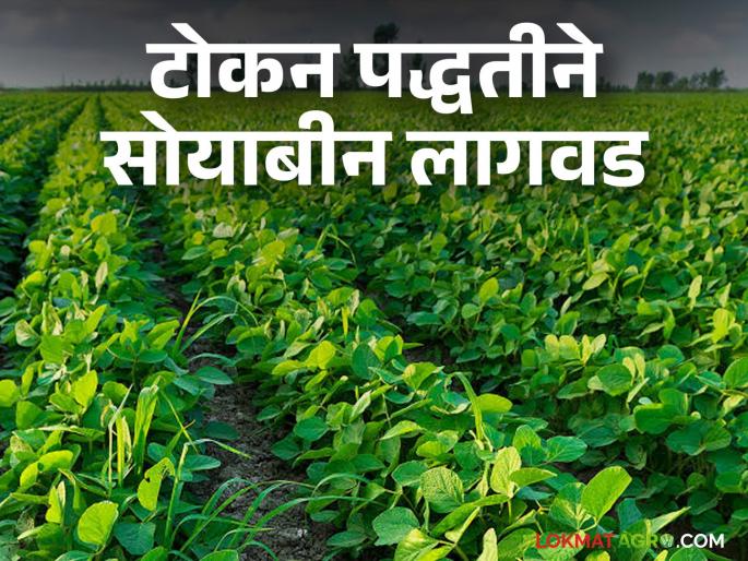 Farmers' preference for soybean sowing in token method, more production with less seed usage! | टोकन पद्धतीने सोयाबीन पेरणीला शेतकऱ्यांचे प्राधान्य, कमी बियाणांच्या वापरात उत्पादनही अधिक! Farmers' preference for soybean sowing in token method, more production with less seed usage! | टोकन पद्धतीने सोयाबीन पेरणीला शेतकऱ्यांचे प्राधान्य, कमी बियाणांच्या वापरात उत्पादनही अधिक!