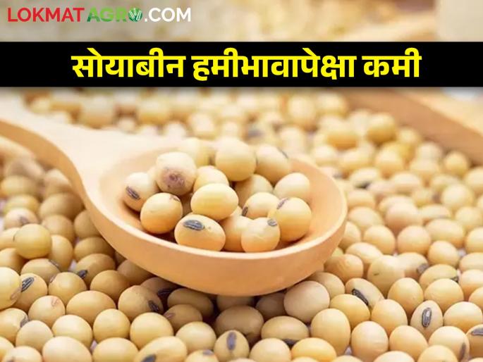 maharashtra agriculture farmer How much did soybeans get rate Shiv Jayanti day market yard price | शिवजयंती दिवशी सोयाबीनला किती मिळाला दर? maharashtra agriculture farmer How much did soybeans get rate Shiv Jayanti day market yard price | शिवजयंती दिवशी सोयाबीनला किती मिळाला दर?