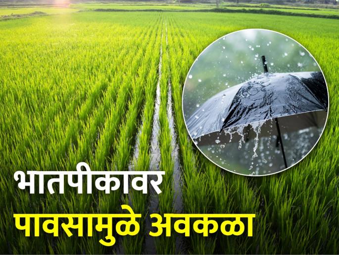 Rice crops lost in water, unseasonal rains hit thousands of hectares of rice farming | भातपीक गेले पाण्यात, अवकाळी पावसाने हजारो हेक्टरवरील भात शेतीला मोठा फटका