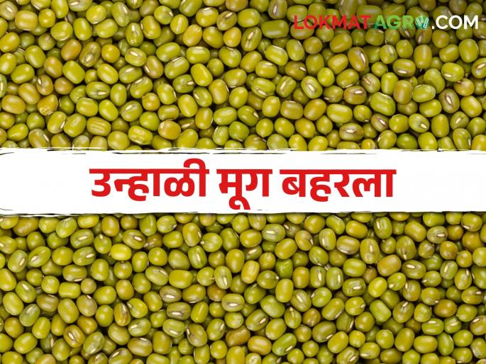 Summer mung has bloomed! Farmers expect good income | उन्हाळी मूग बहरला! चांगल्या उत्पन्नाची शेतकऱ्यांना अपेक्षा Summer mung has bloomed! Farmers expect good income | उन्हाळी मूग बहरला! चांगल्या उत्पन्नाची शेतकऱ्यांना अपेक्षा