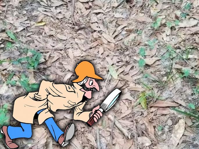 Optical Illusion : Snakes in leaves camouflaged creature hidden in leaves | वाळलेल्या पानांमध्ये लपला आहे एक जीव, शोधून शोधून थकले लोक; तुम्हीही ट्राय करा! Optical Illusion : Snakes in leaves camouflaged creature hidden in leaves | वाळलेल्या पानांमध्ये लपला आहे एक जीव, शोधून शोधून थकले लोक; तुम्हीही ट्राय करा!