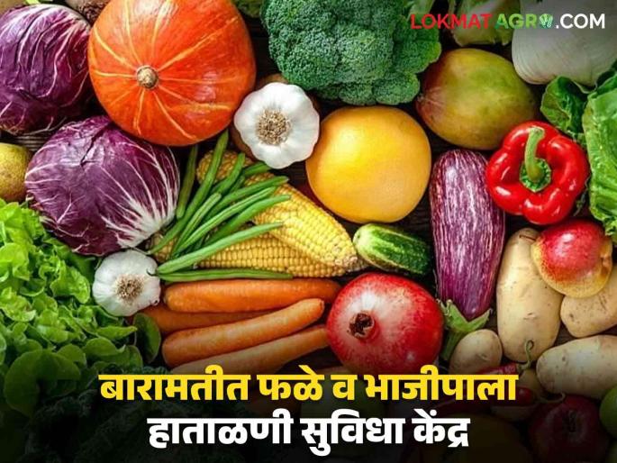 Baramati Market Yard Inauguration of Baramati Agricultural Produce Market Committee's Fruit and Vegetable Handling Facility | Baramati Market Yard : बारामती कृषि उत्पन्न बाजार समितीच्या फळे व भाजीपाला हाताळणी सुविधा केंद्राचे उद्घाटन Baramati Market Yard Inauguration of Baramati Agricultural Produce Market Committee's Fruit and Vegetable Handling Facility | Baramati Market Yard : बारामती कृषि उत्पन्न बाजार समितीच्या फळे व भाजीपाला हाताळणी सुविधा केंद्राचे उद्घाटन