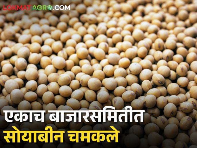 Soybean Market: Guaranteed price for soybeans in only one market committee today, how do you get the price? | Soybean Market: आज केवळ एकाच बाजारसमितीत सोयाबीनला हमीभाव, कुठे कसा मिळताेय भाव? Soybean Market: Guaranteed price for soybeans in only one market committee today, how do you get the price? | Soybean Market: आज केवळ एकाच बाजारसमितीत सोयाबीनला हमीभाव, कुठे कसा मिळताेय भाव?