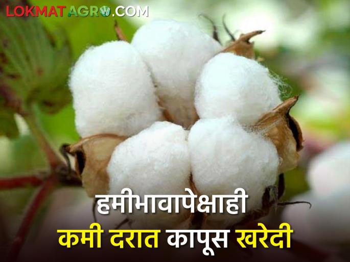 Traders buy cotton from farmers at a lower price than the guaranteed price | हमीभावापेक्षाही कमी दराने व्यापारी खरेदी करताहेत शेतकऱ्यांकडून कापूस Traders buy cotton from farmers at a lower price than the guaranteed price | हमीभावापेक्षाही कमी दराने व्यापारी खरेदी करताहेत शेतकऱ्यांकडून कापूस