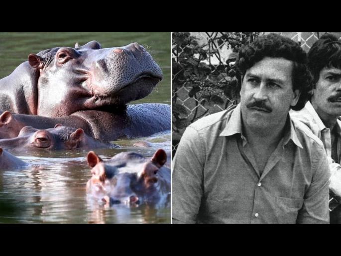 Colombia to sterilize hippos descended from drug kingpin Pablo Escobar pets government is worried reasons | पाणघोड्यांच्या नसबंदीसाठी लाखो खर्च करत आहे सरकार, ड्रग माफियासोबत आहे कनेक्शन! Colombia to sterilize hippos descended from drug kingpin Pablo Escobar pets government is worried reasons | पाणघोड्यांच्या नसबंदीसाठी लाखो खर्च करत आहे सरकार, ड्रग माफियासोबत आहे कनेक्शन!