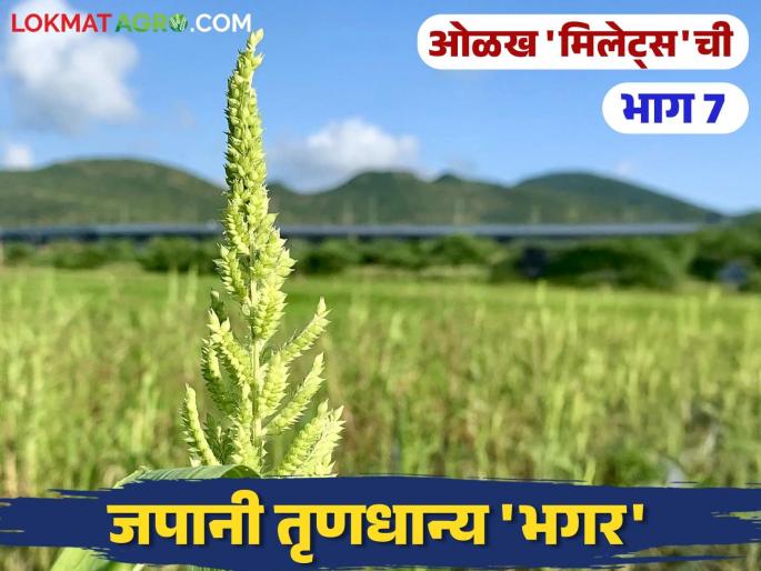 Banyard Millets Do you know these things about the millet named Sava, Shamul? | Banyard Millets : सावा किंवा शामुळ नावाने ओळखल्या जाणाऱ्या जपानी तृणधान्य भगरीबद्दल या गोष्टी माहितीयेत का? Banyard Millets Do you know these things about the millet named Sava, Shamul? | Banyard Millets : सावा किंवा शामुळ नावाने ओळखल्या जाणाऱ्या जपानी तृणधान्य भगरीबद्दल या गोष्टी माहितीयेत का?